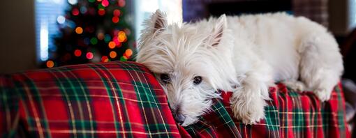 west highland white terrier op de bank