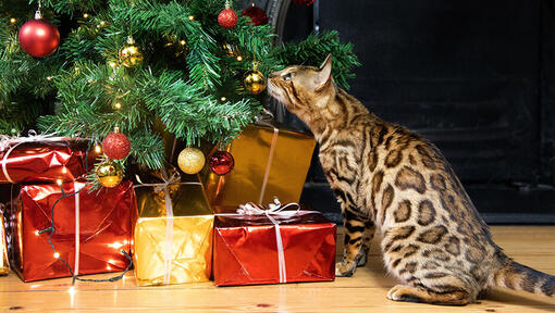 kat ruikt aan kerstboom      