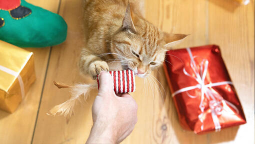 kat bijt in een kattenspeeltje