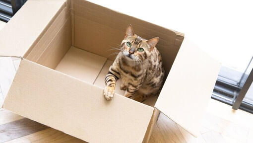kat in kartonnen doos
