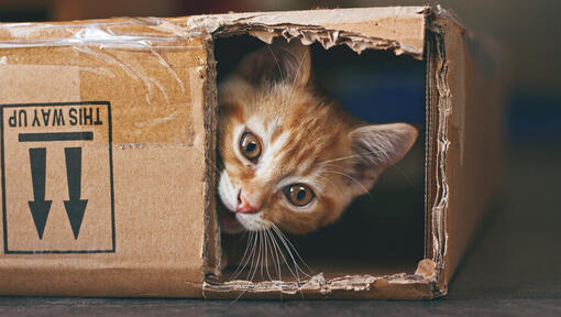 kat kijkt door gat in kartonnen doos