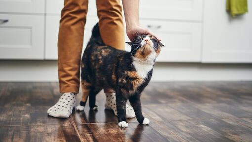 Kat loopt tussen de benen van de eigenaar door terwijl hij geaaid wordt.