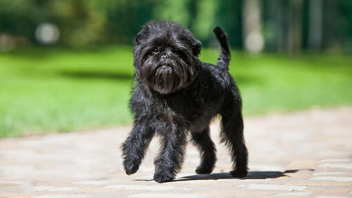 Affenpinscher hund gåtur