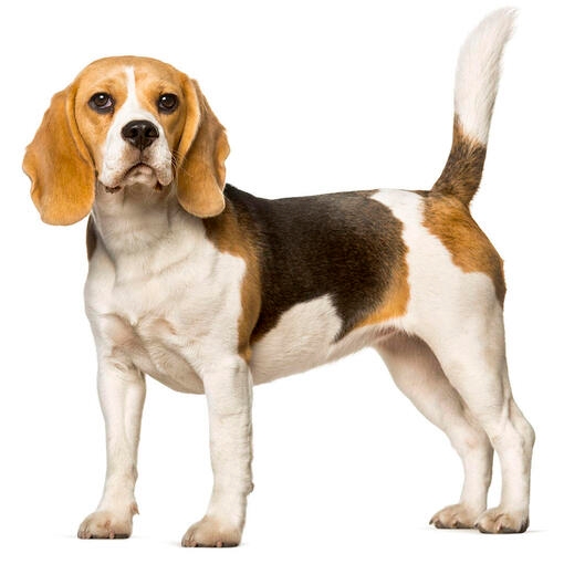 Beagle Hondenras