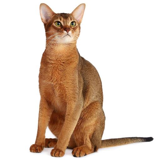 Abessijn Kattenras