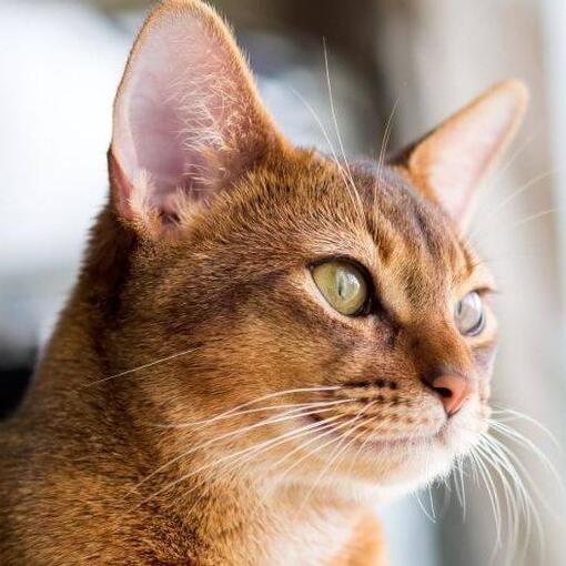 Abessijn Kattenras