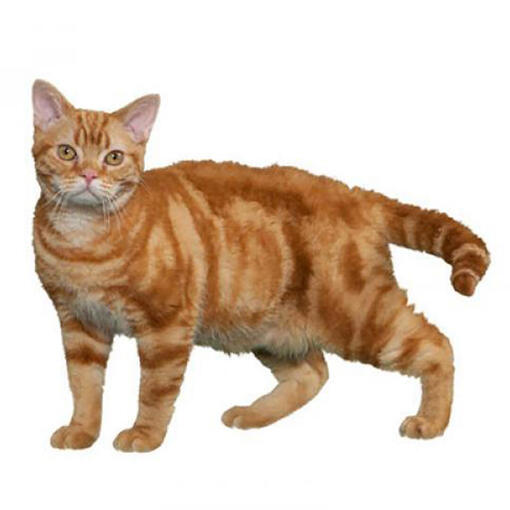 American Wirehair Kattenras