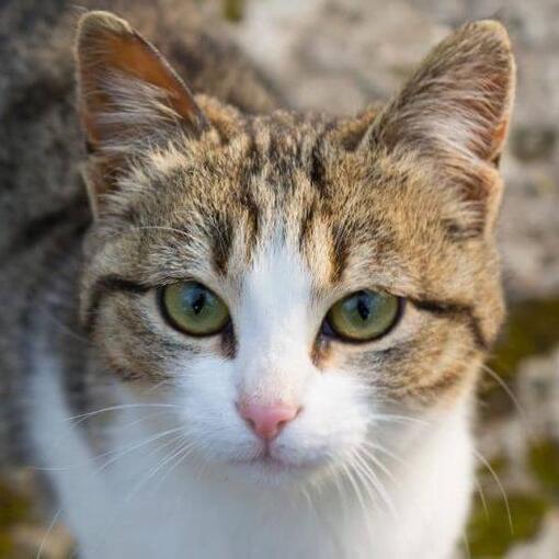 American Wirehair Kattenras