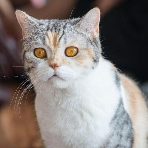 American Wirehair is aan het kijken naar iemand