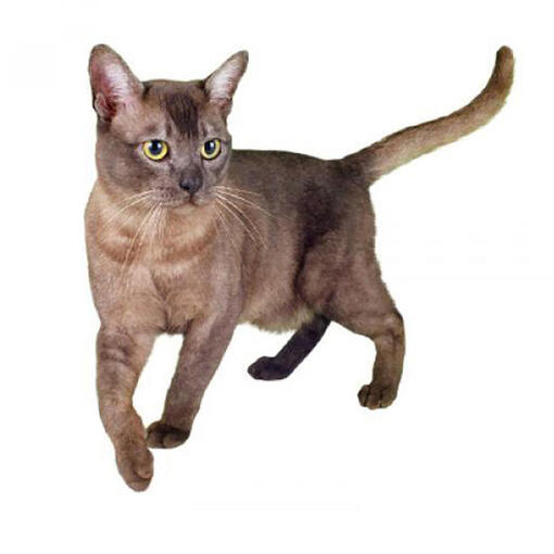 Aziatische Kattenras