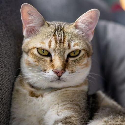 Aziatische Kattenras