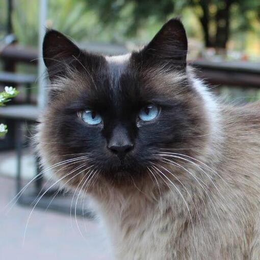 Balinese Kattenras