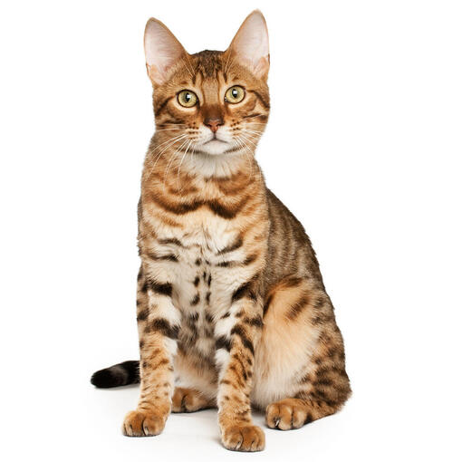 Bengaal Kattenras