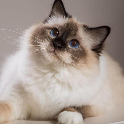 Heilige Birmaan kat ligt op de bank
