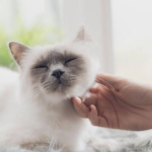 Heilige Birmaan Kattenras