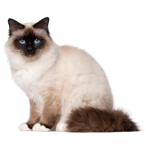 Heilige Birmaan Kattenras