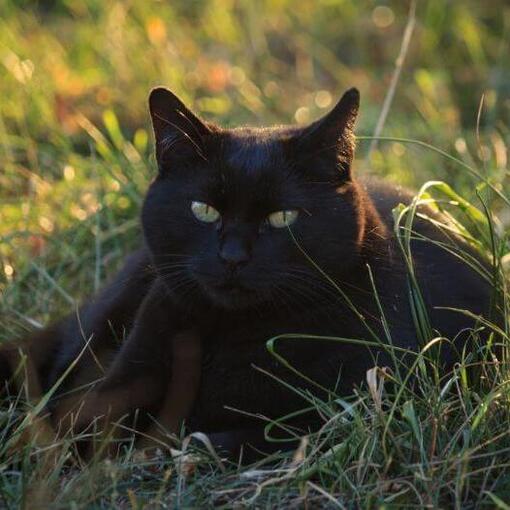 Bombay Kattenras