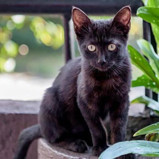 Bombay kat ligt op het bloemenveld