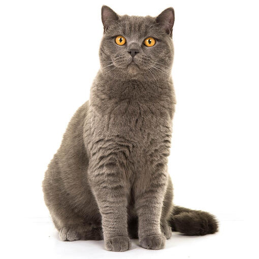 Britse Korthaar Kattenras