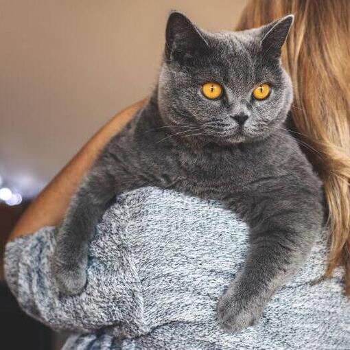 Britse Korthaar Kattenras