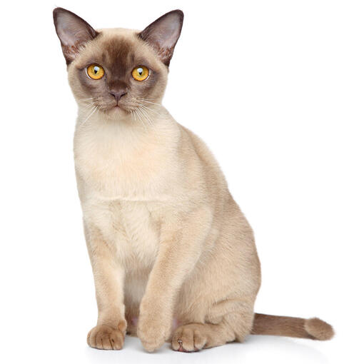 Burmees Kattenras