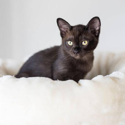 Burmese kitten ligt op een kussen