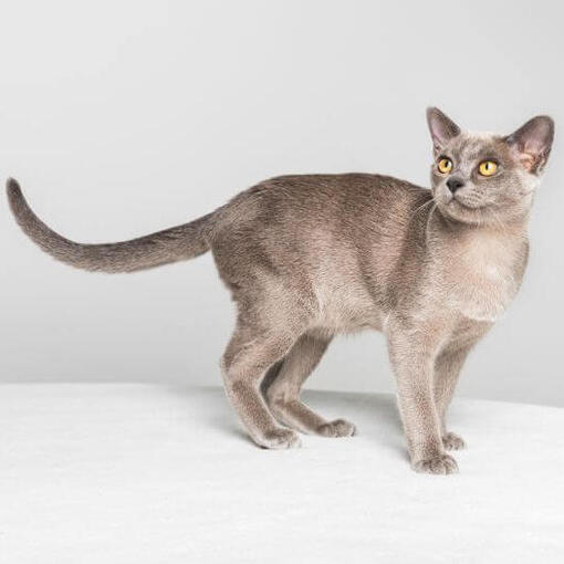 Burmees Kattenras