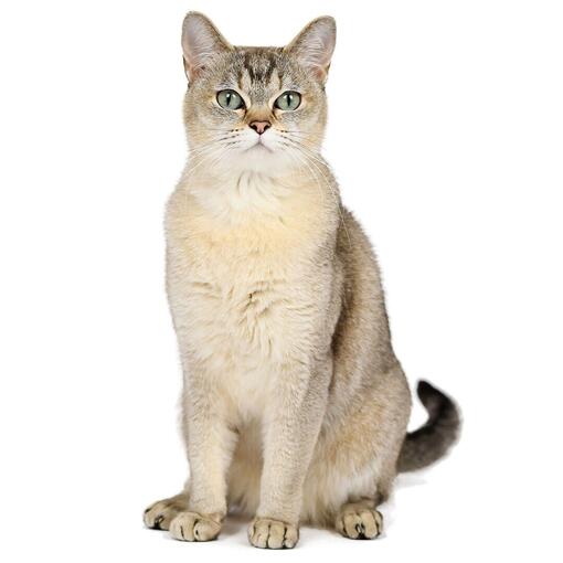 Burmilla Kattenras