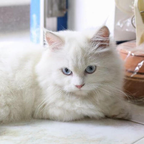 Chinchilla kat ligt op de vloer