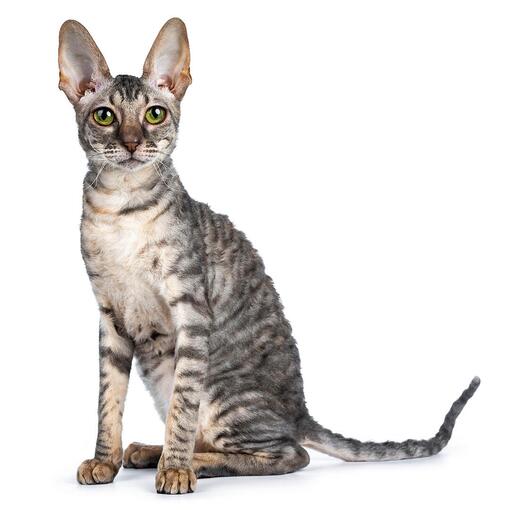 Cornish Rex Kattenras