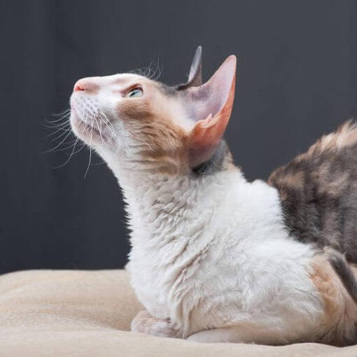 Cornish Rex Kattenras