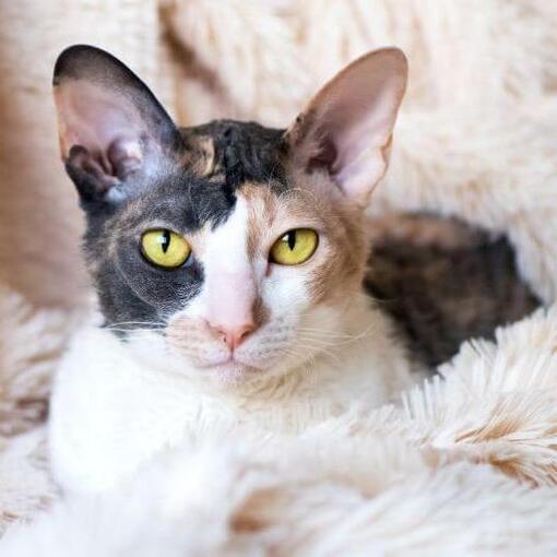 Cornish Rex kat ligt op de bank