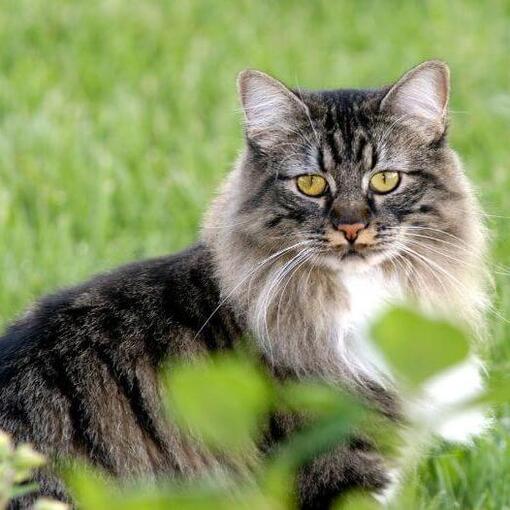 Cymric kat staat in de tuin