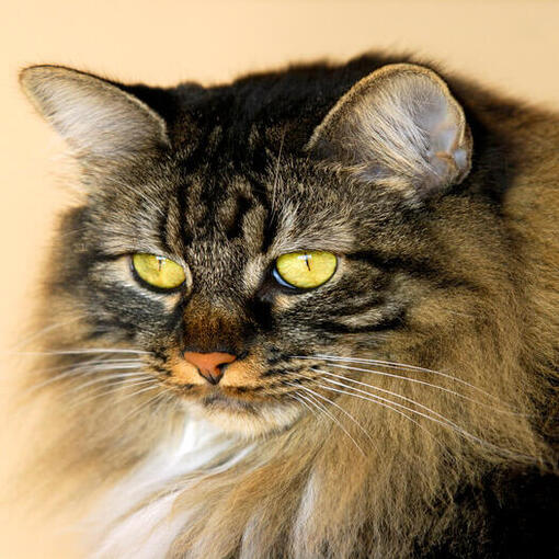 Cymric Kattenras