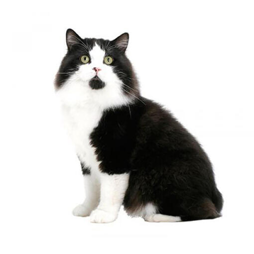 Cymric Kattenras