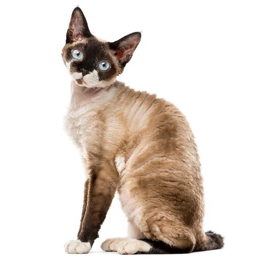 Devon Rex Kattenras