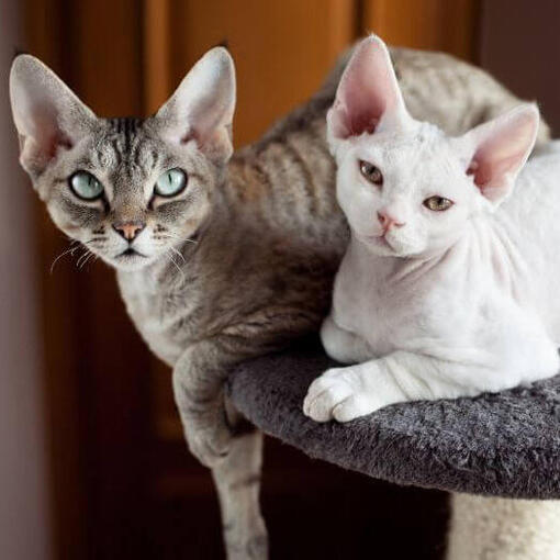 Devon Rex Kattenras