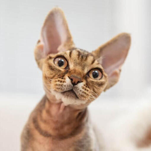 Devon Rex Kattenras