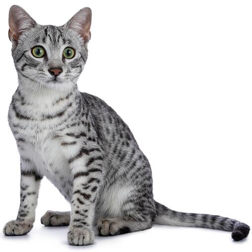 Egyptische Mau Kattenras