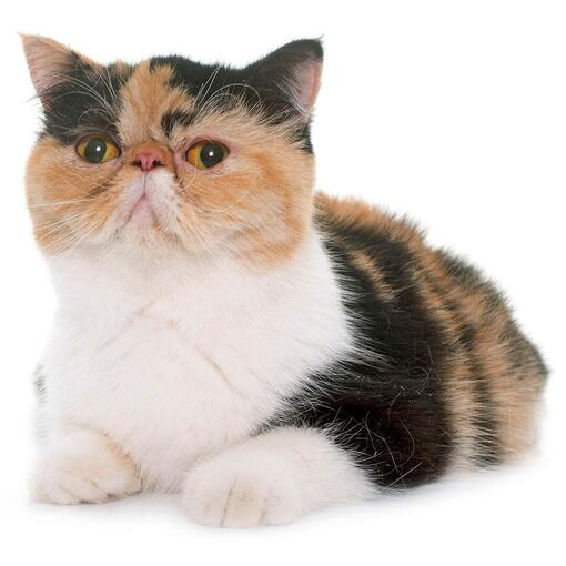 Exotic Shorthair Kattenras