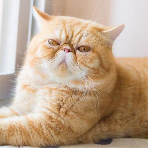 Exotic Shorthair Kattenras