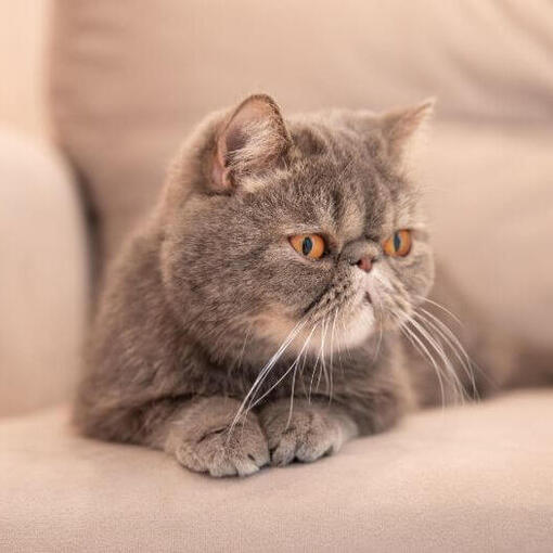 Exotic Shorthair Kattenras