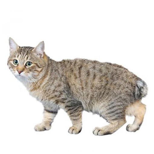 Japanse Bobtail (langharig) Kattenras