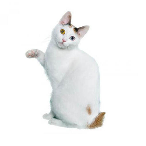 Japanse Bobtail (kortharig) Kattenras