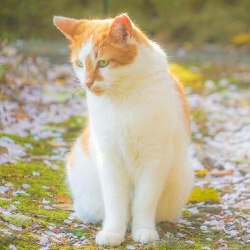 Japanse Bobtail (langharig) Kattenras