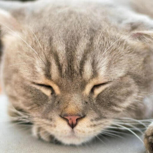 Japanse Bobtail (langharig) Kattenras