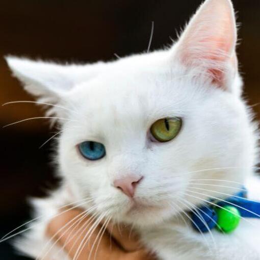 Japanse Bobtail (kortharig) Kattenras