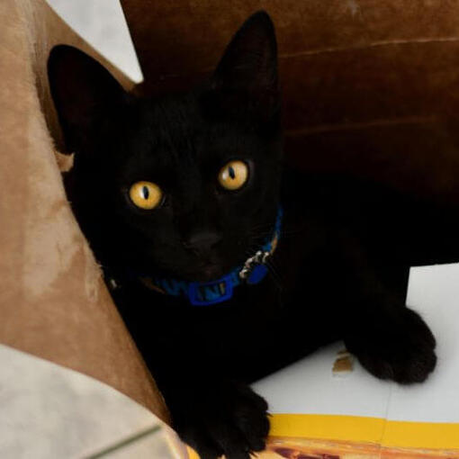 Kortharige Japanse Bobtail kijkt naar iemand