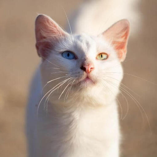 Khao Manee kat geniet van een warme dag