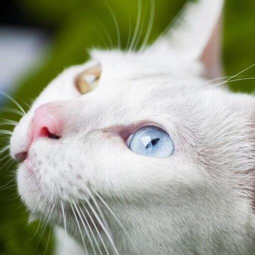 Khao Manee Kattenras